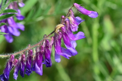 Vicia villosa villosa