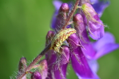 Vicia villosa villosa