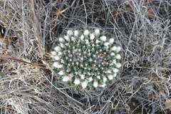 Mammillaria karwinskiana karwinskiana