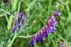 Vicia villosa villosa