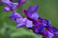 Vicia villosa villosa