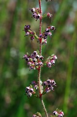 Erica aestiva