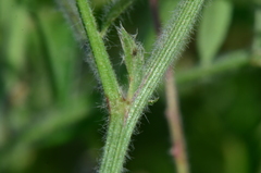 Vicia villosa villosa