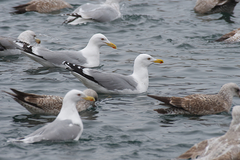 Larus argentatus