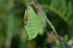 Vicia villosa villosa
