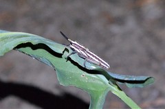 Dictyophorus griseus