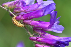 Vicia villosa villosa