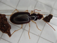 Paranchus albipes