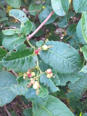 Muehlenbeckia tamnifolia