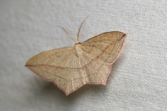 Timandra griseata