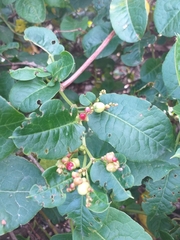 Muehlenbeckia tamnifolia