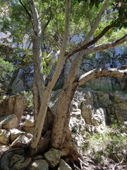Olea capensis enervis