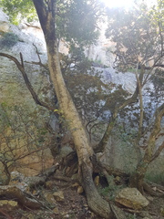 Olea capensis enervis