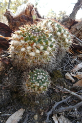 Mammillaria karwinskiana karwinskiana