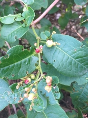 Muehlenbeckia tamnifolia