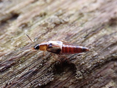 Lordithon trinotatus