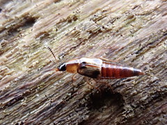 Lordithon trinotatus