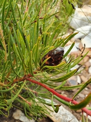 Protea acuminata
