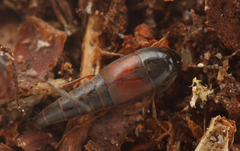 Sepedophilus marshami