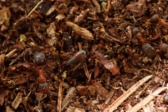 Sepedophilus marshami