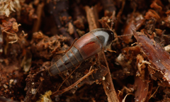 Sepedophilus marshami