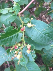 Muehlenbeckia tamnifolia