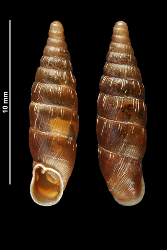 Massue du Piémont