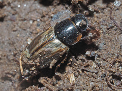 Melinopterus prodromus