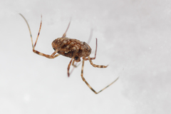 Platybunus pinetorum