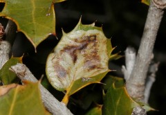 Phyllonorycter belotella