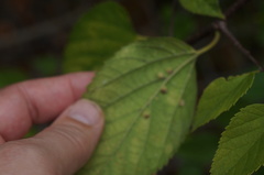 Pachypsylla celtidismamma