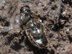 Melinopterus prodromus