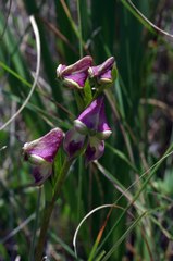 Disperis stenoplectron