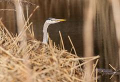 Ardea cinerea