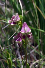 Disperis stenoplectron