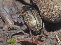 Melinopterus prodromus