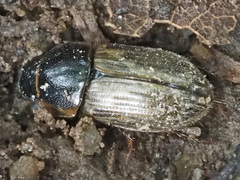 Melinopterus prodromus