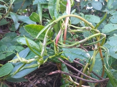 Muehlenbeckia tamnifolia