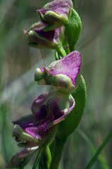 Disperis stenoplectron