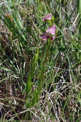 Disperis stenoplectron