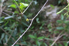 Pisonia albida