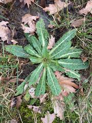 Helminthotheca echioides