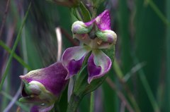 Disperis stenoplectron