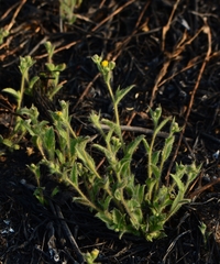 Blumea oxyodonta