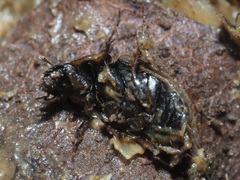 Melinopterus prodromus