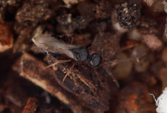 Megaspilidae