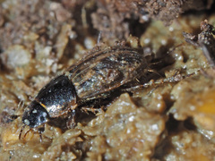 Melinopterus prodromus