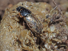 Melinopterus prodromus