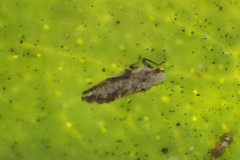 Diaphorina citri
