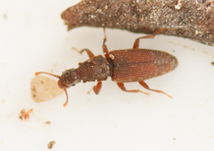 Monotoma conicicollis
